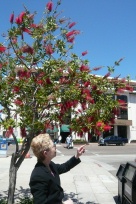 Red bottlebrush tree